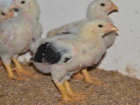 মঁ’মার্তের 888sport live chatিত অঙ্গনে